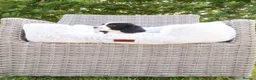 Cockalier dogs for sale: Cockalier puppies - 5 in litter  in Tonbridge - Advert 15