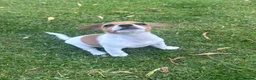 Jack Russell dogs for sale: 🐶 Beautiful Jack Russell Puppy for Sale 🐶 - Advert 11