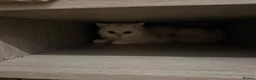 British Shorthair cats for sale: Bonded Pair of British Shorthairs - Advert 5