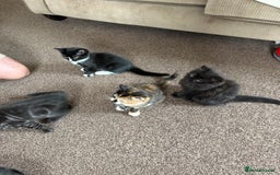 Mixed Breed cats for sale: Kittens  - Image 5