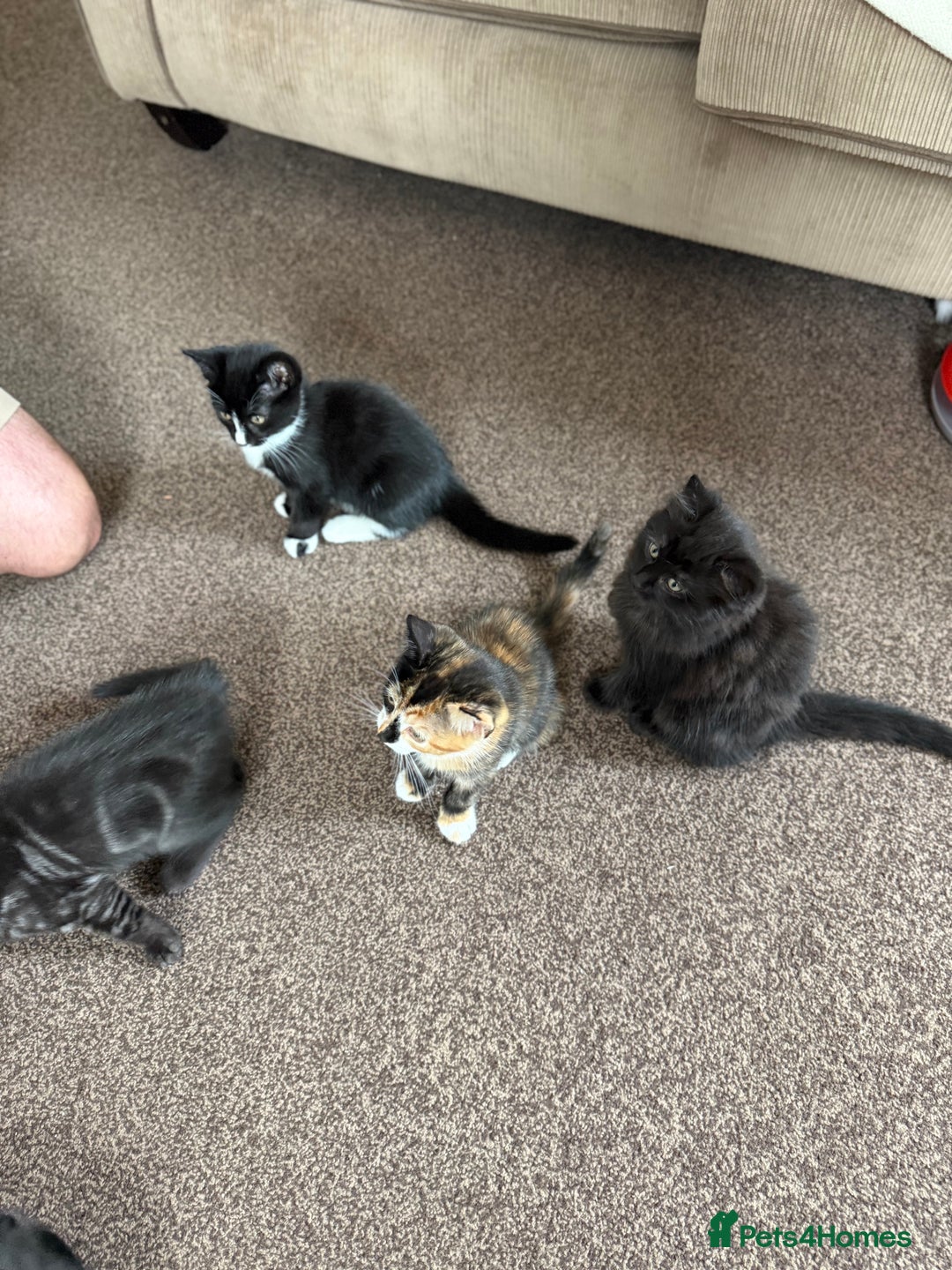 Mixed Breed cats for sale: Kittens  - Image 5