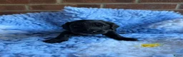 Cockapoo dogs for sale: ⭐️ F1 Cockapoos ~ Health Tested Parents ⭐️ - Advert 7