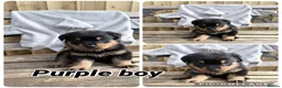 Rottweiler dogs for sale: Quality KC Rottweiler puppies 🐶  - Advert 3