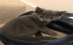 British Shorthair cats for sale: Two Beautiful British Shorthair Boys - Image 13