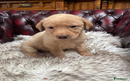 Labrador Retriever dogs for sale: 🐾 Ready 13th Oct. KC vet approved only 3 left 💕 - Image 31
