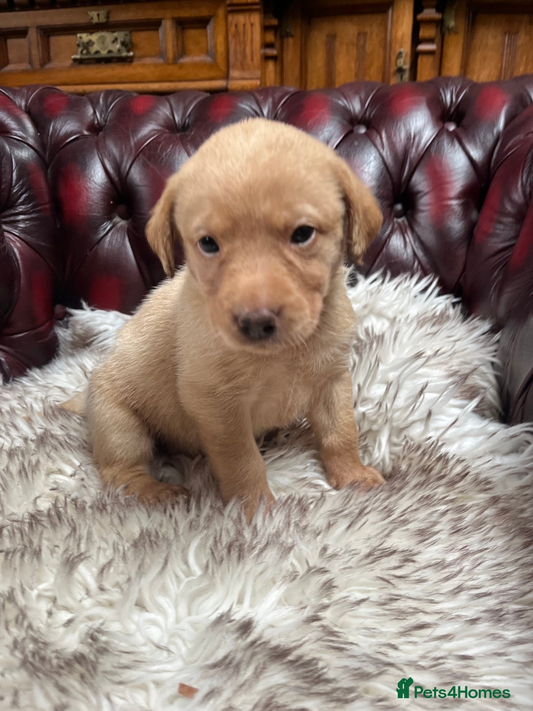 Labrador Retriever dogs for sale: 🐾 Ready 13th Oct. KC vet approved only 3 left 💕 - Image 31
