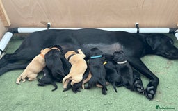 Labrador Retriever dogs for sale: Stunning Well Breed Black/Fox Red Puppies For Sale - Image 1