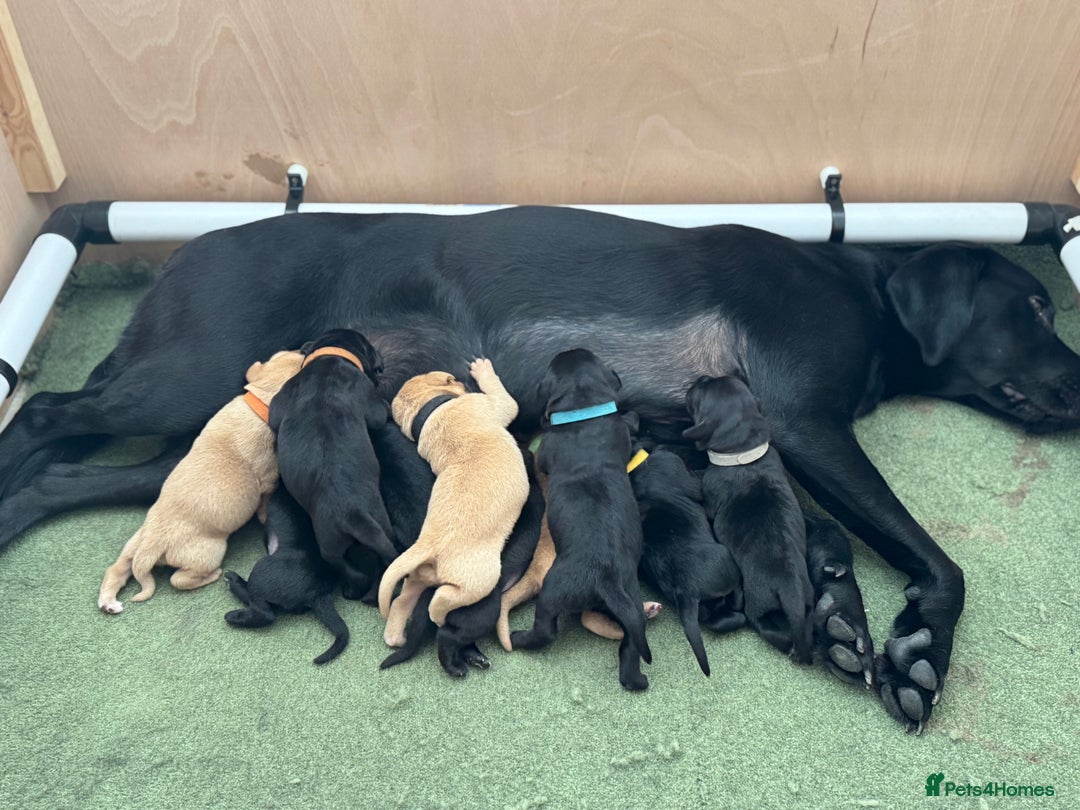 Labrador Retriever dogs for sale: Stunning Well Breed Black/Fox Red Puppies For Sale - Image 1
