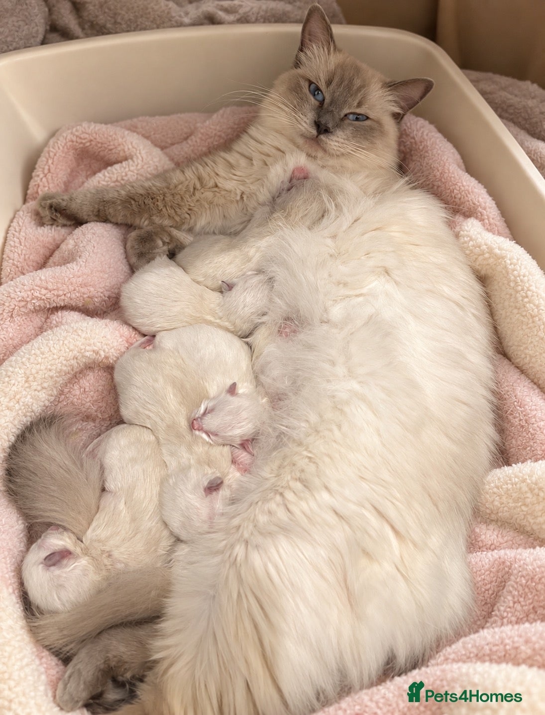 Ragdoll cats Beautiful Ragdoll Kittens – 4 Boys & 1 Girl 🩵🩷 - Advert 10
