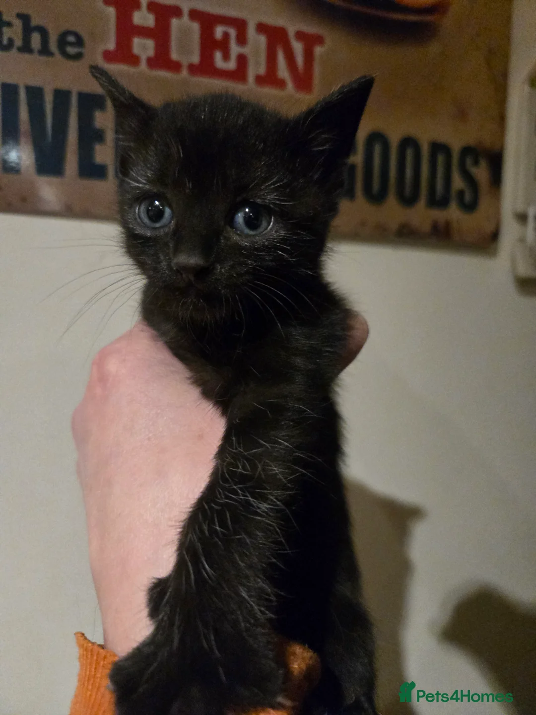 Mixed Breed cats for sale: Gorgeous black kittens house reared. - Advert 7