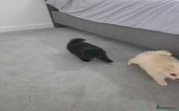 Pomeranian dogs for sale: Pomeranian puppies  - Image 20