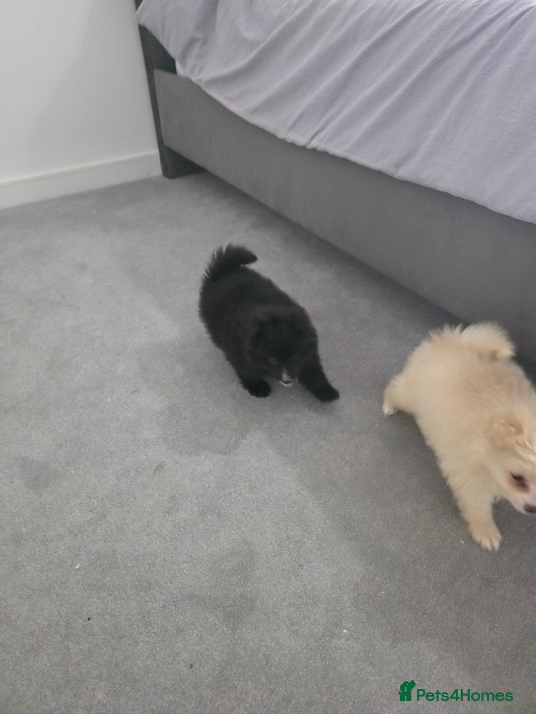 Pomeranian dogs for sale: Pomeranian puppies  - Image 20