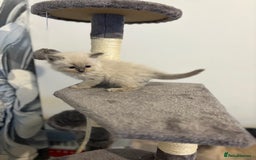 Ragdoll cats for sale: Beautiful ragdoll kittens  - Image 9