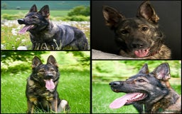 German Shepherd dogs for sale: Stunning German Shepard Litter Only 4 girls left - Image 5