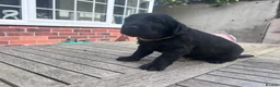 Flat coated Retriever dogs for sale: KC Registered Flatcoated Retriever Pups for Sale in Rhyl - Advert 2