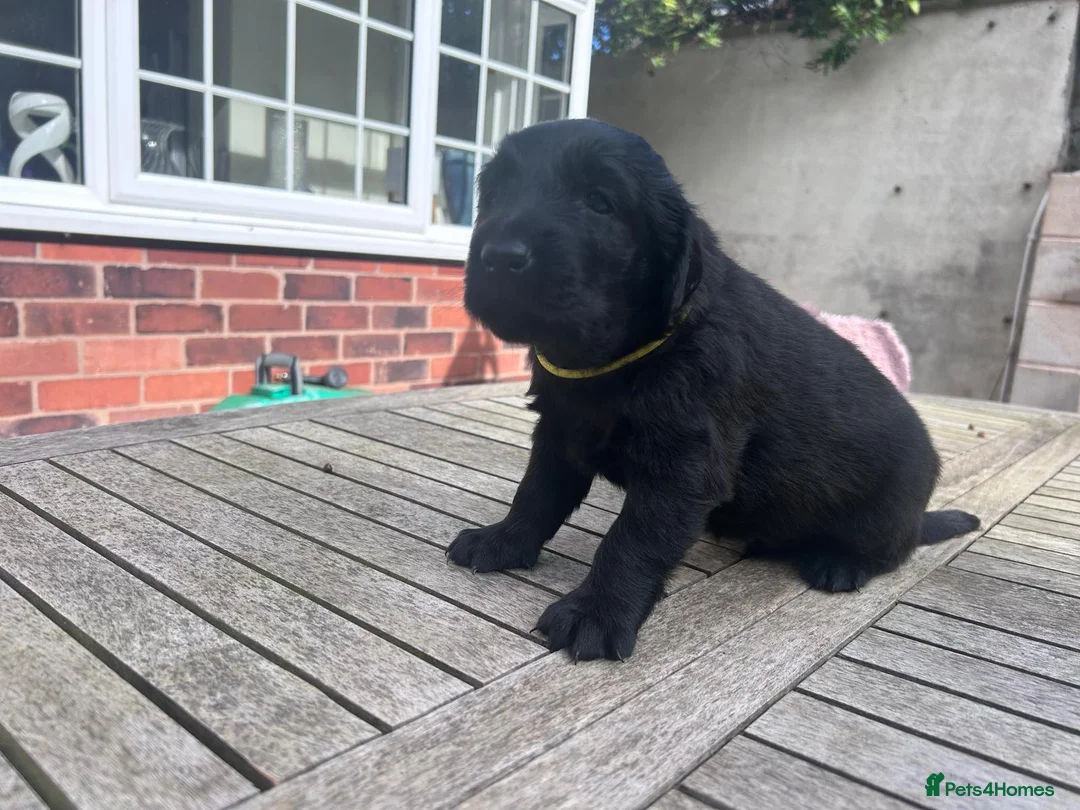 Flat coated Retriever dogs for sale: KC Registered Flatcoated Retriever Pups for Sale in Rhyl - Advert 2