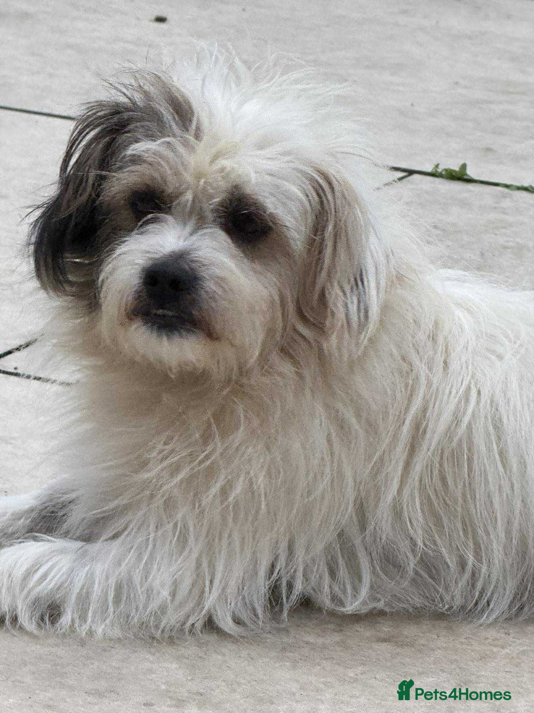 Mixed Breed dogs for adoption: 🐾 Ary 🐾 - Advert 3