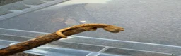 Gecko reptiles for sale: Baby crested geckos 🦎  - Advert 2