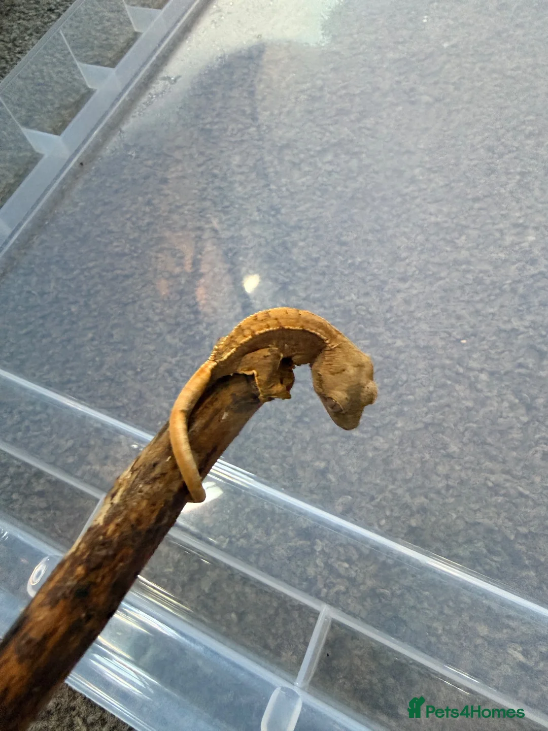 Gecko reptiles for sale: Baby crested geckos 🦎  - Advert 2