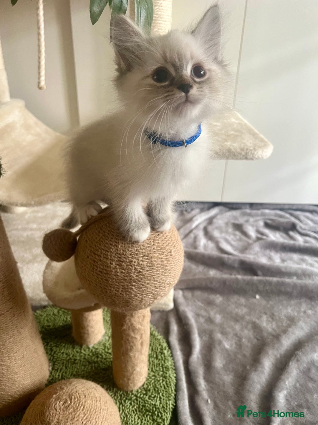 Siberian cats for sale: Hypoallergenic Female Siberian Blue eyes Neva - Advert 25