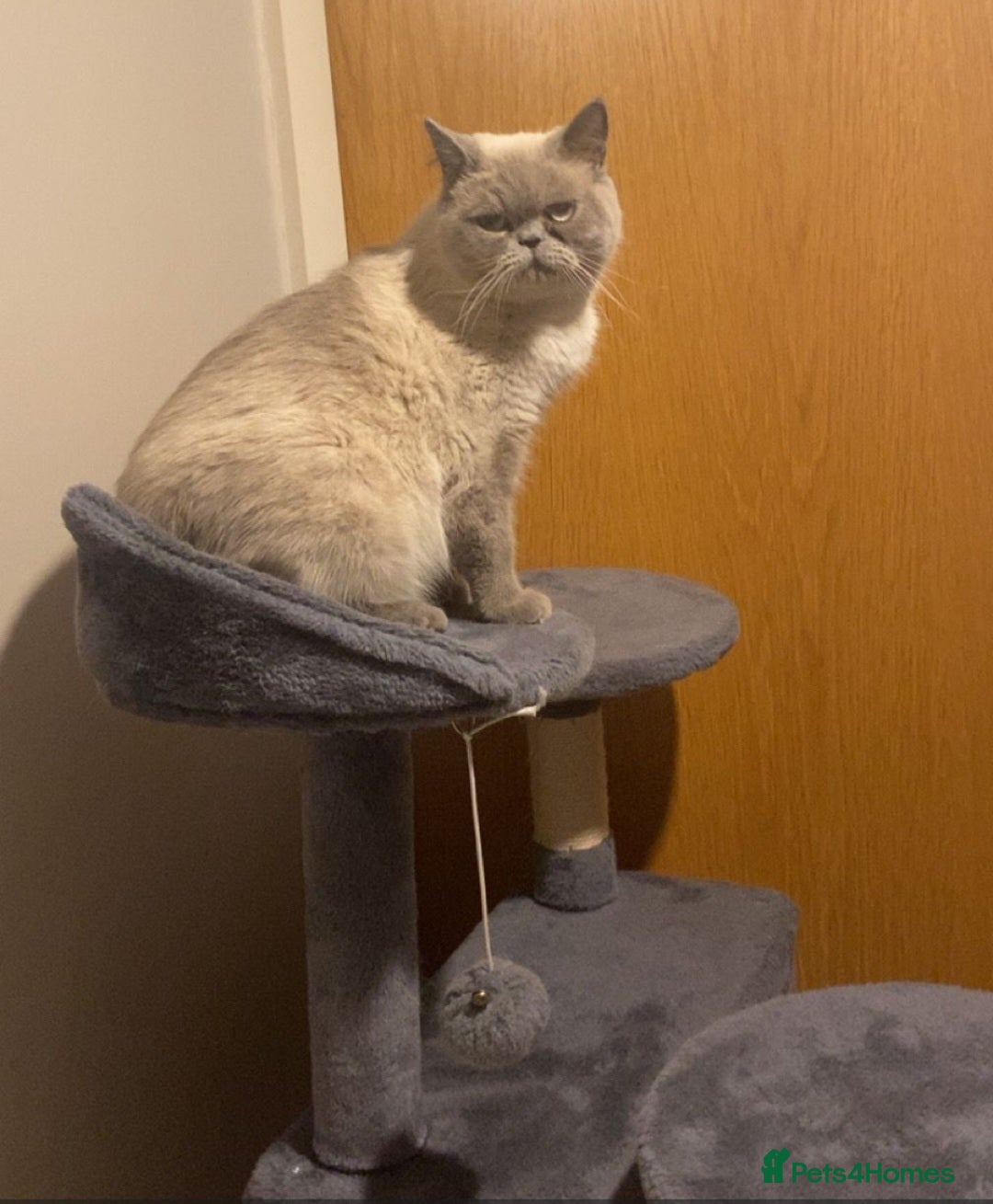 Persian cats for sale: Colourpoint blue/blue lynx  - Image 6