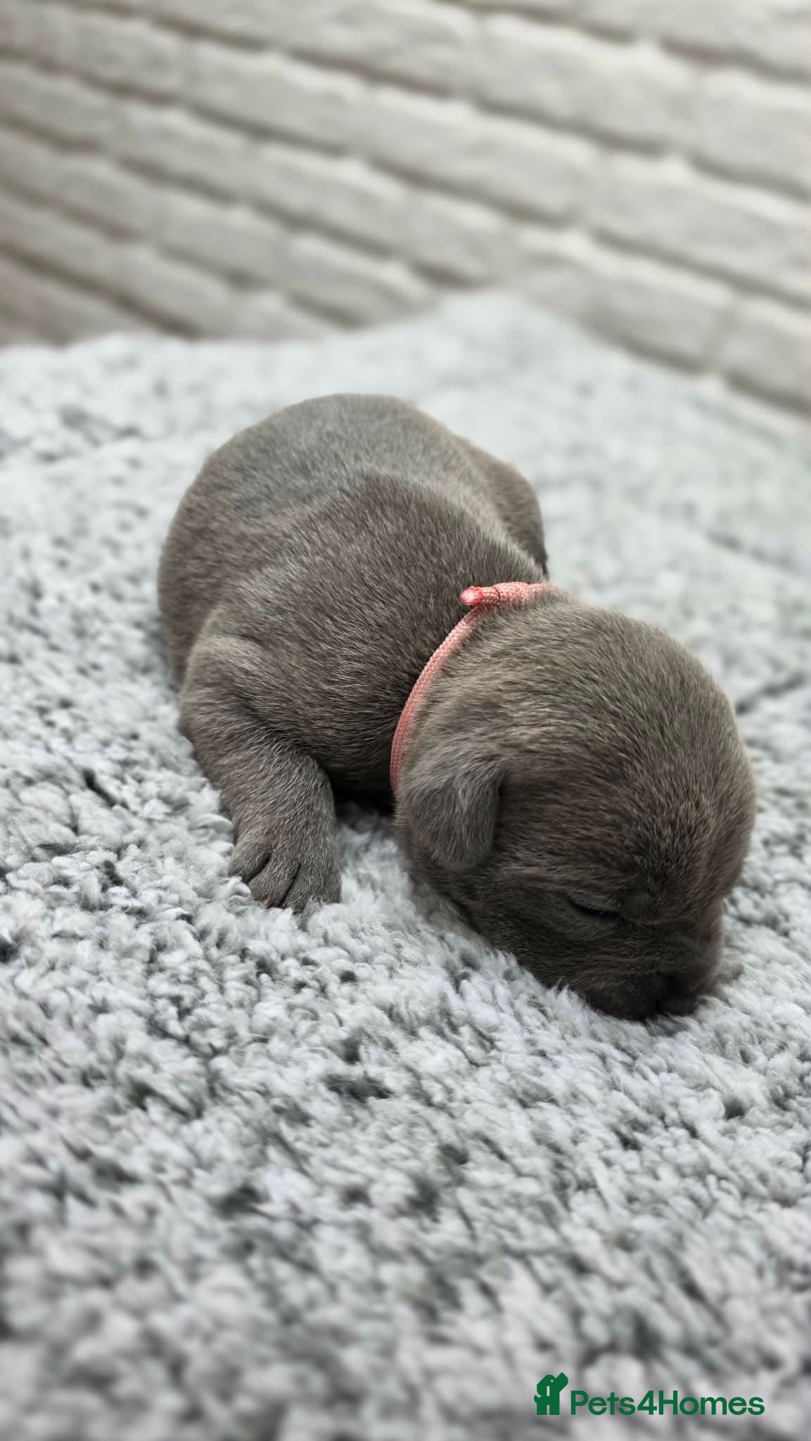 Staffordshire Bull Terrier dogs KC BLUE STAFFORDSHIRE BULL TERRIER PUPS - Advert 2