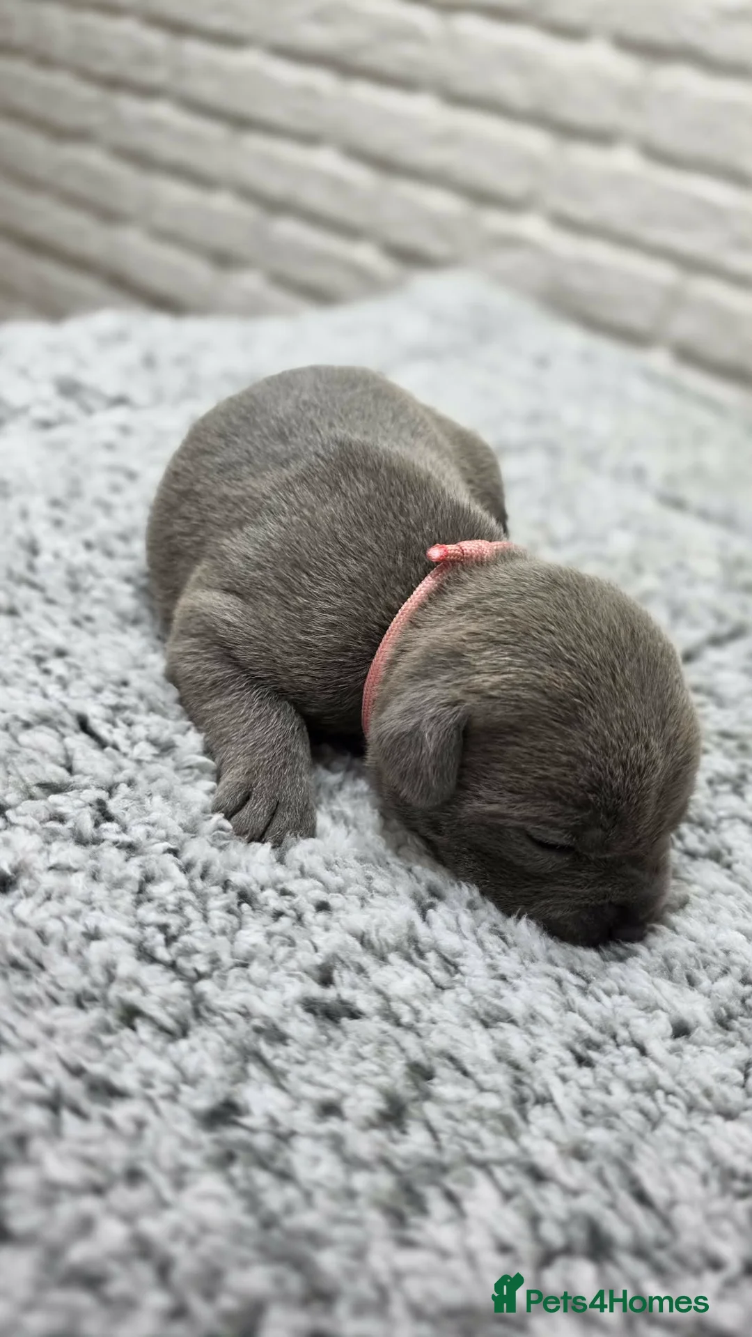 Staffordshire Bull Terrier dogs for sale: KC BLUE STAFFORDSHIRE BULL TERRIER PUPS - Advert 2