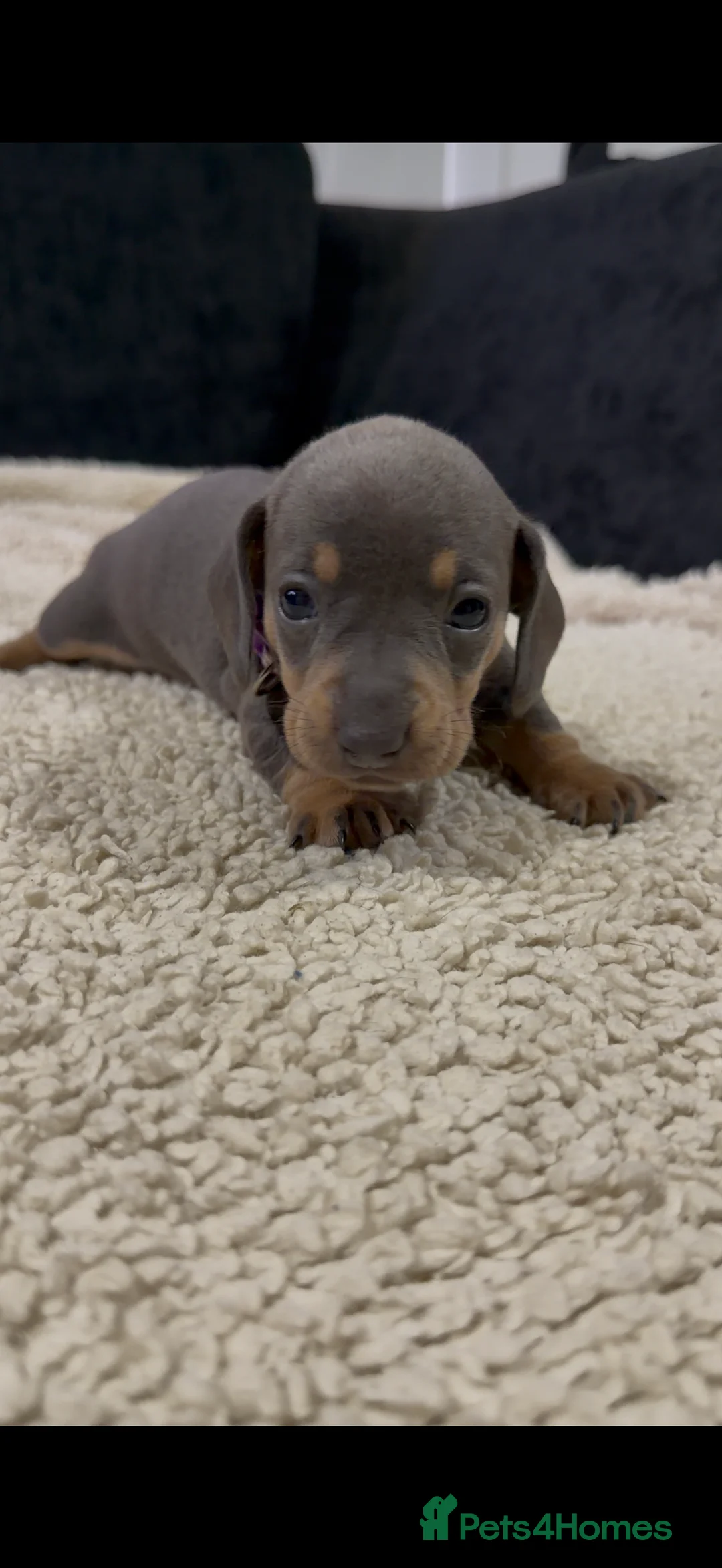 Miniature Dachshund dogs for sale: Miniature Dachshund Puppies - Advert 9