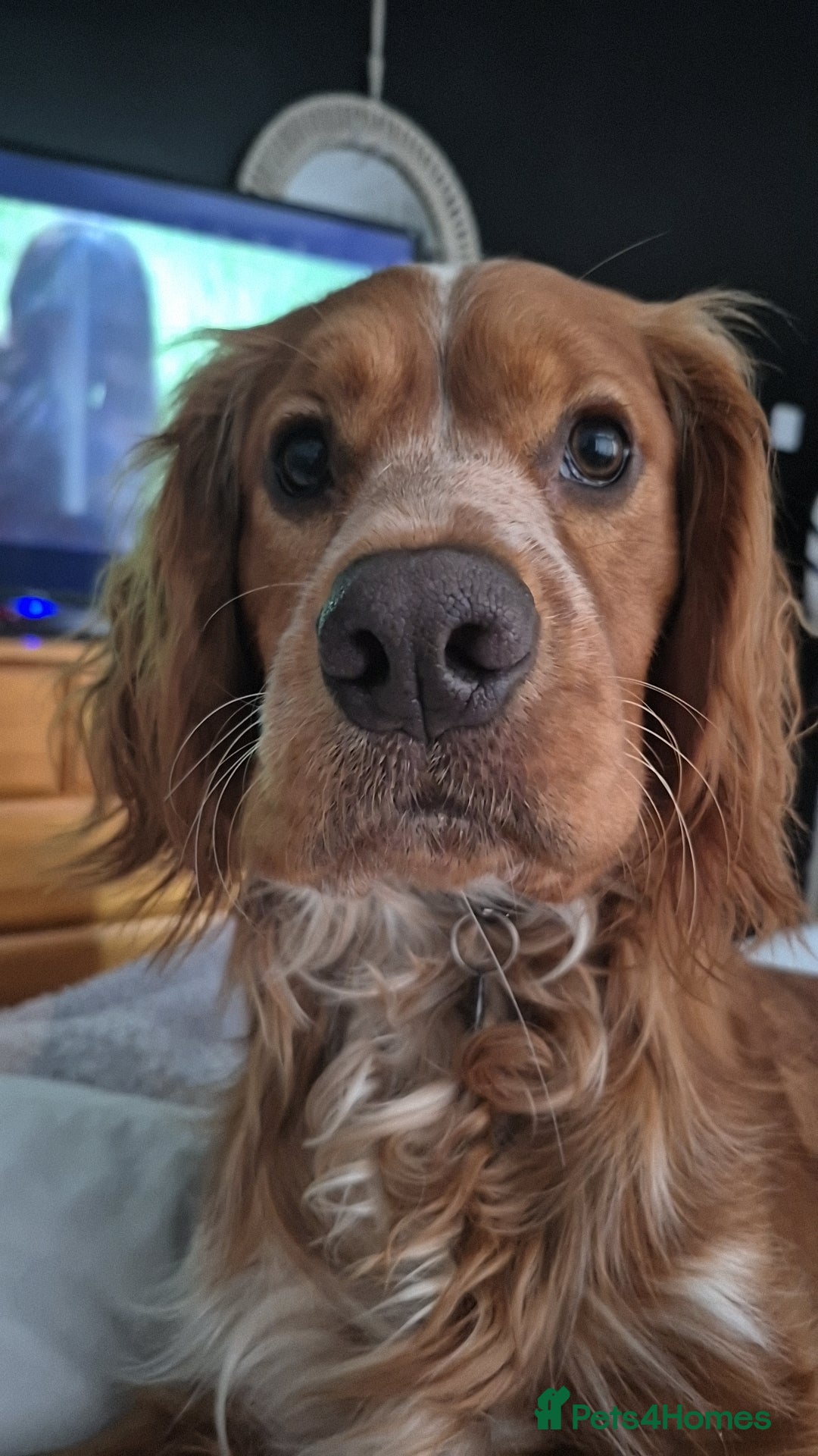 Cocker Spaniel dogs for stud: Cocker spaniel for stud  - Advert 8