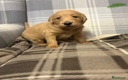 Labradoodle dogs for sale: 6 beautiful labradoodles - Advert 5