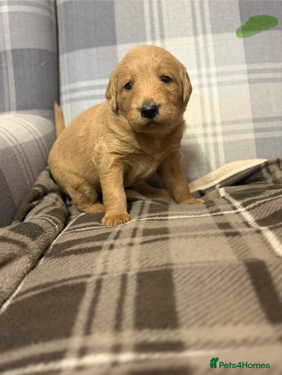 Labradoodle dogs for sale: 6 beautiful labradoodles - Advert 5