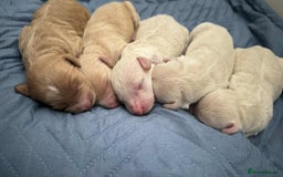 Labradoodle dogs for sale: Labradoodle puppies  - Image 1