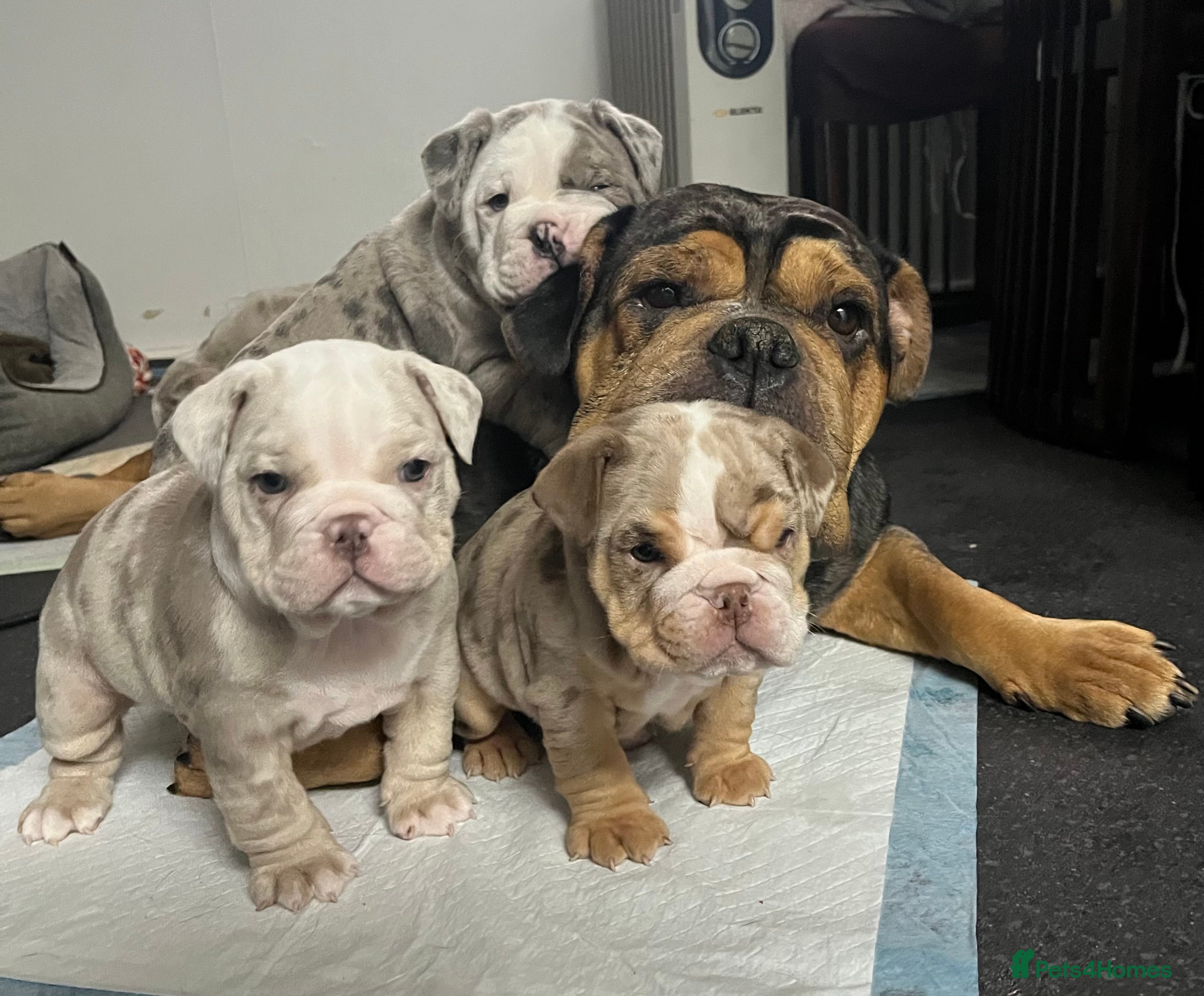 Olde English Bulldogge dogs Old English bulldog  - Advert 1