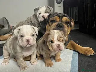 Olde English Bulldogge dogs Old English bulldog - Advert 1
