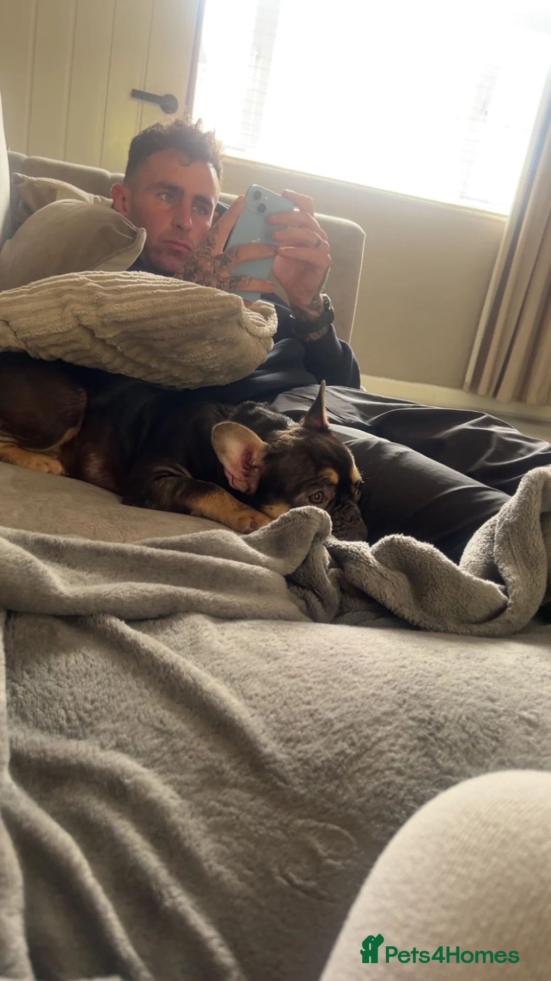 French Bulldog dogs for sale: MAEVE - Advert 6