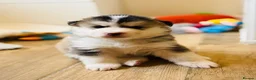 Pomsky dogs for sale: Stunning F3 Pomsky Puppies - Advert 28