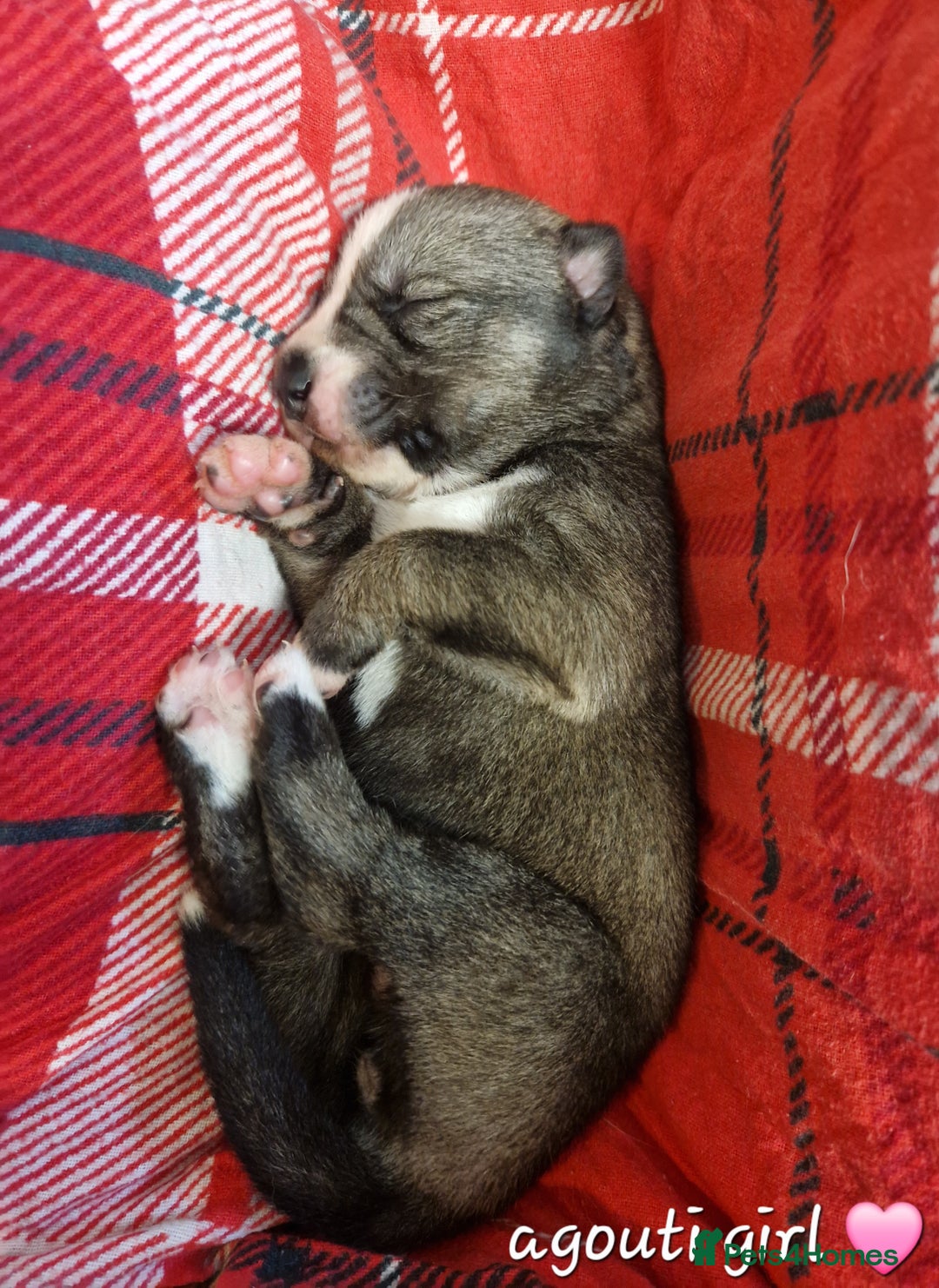 Siberian Husky dogs for sale:  Beautiful Siberian Husky Agouti Puppies ❤️ - Advert 6