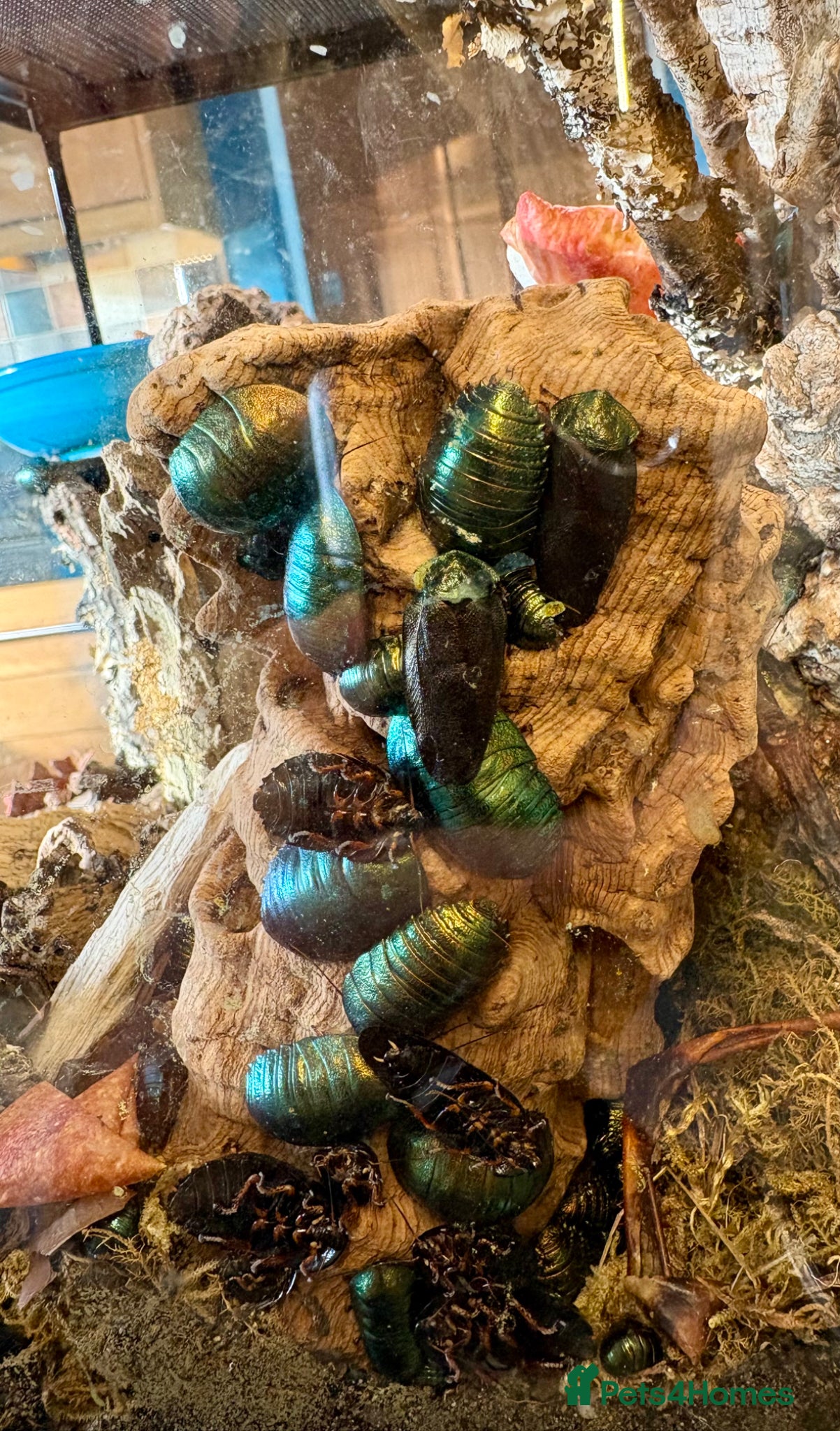 Cockroaches invertebrates for sale: Emerald green roaches male - Advert 1