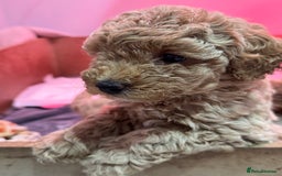 Miniature Poodle dogs for sale: Stunning Miniture Poodles - Image 8
