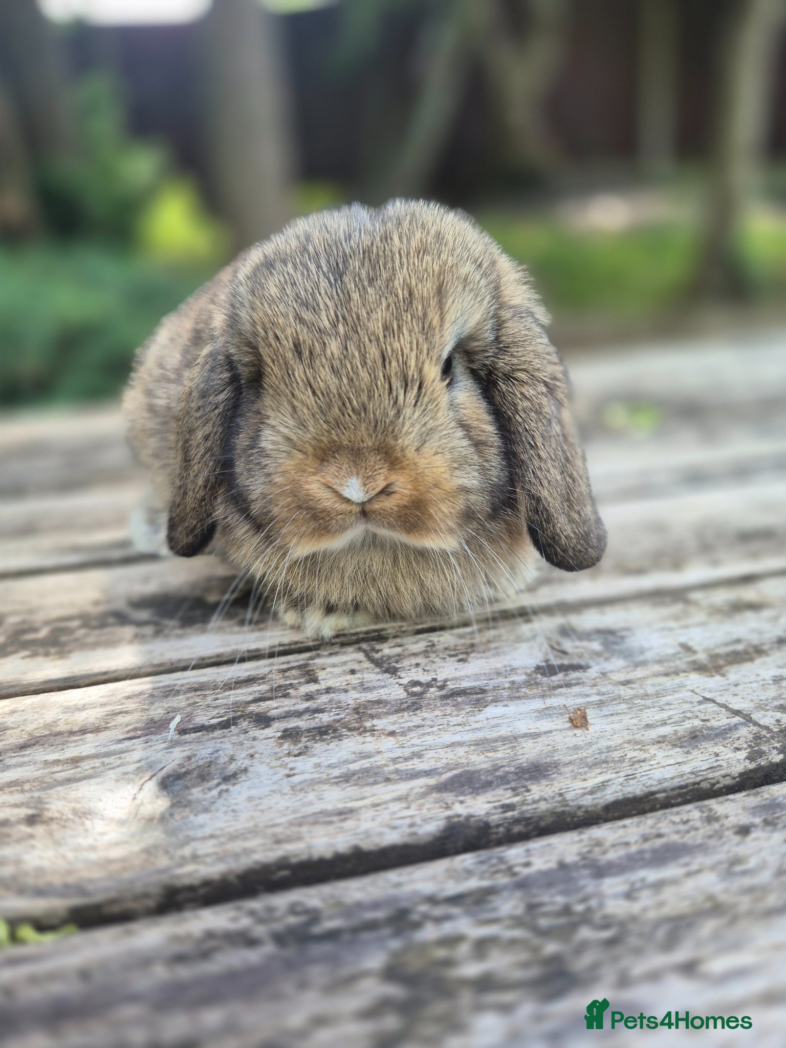 Mini Lop rabbits for sale: Mini lop babies - Advert 3