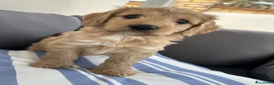 Cockapoo Puppy 3