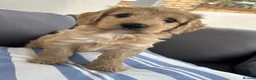 Cockapoo dogs for sale: F1 cockapoo - Advert 4