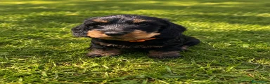 Miniature Dachshund Puppy 3