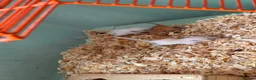 Gerbil rodents for sale: Gerbils for sale  - Advert 12