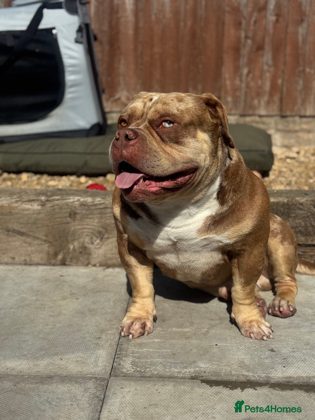 American Bully dogs for sale: Looking for a forever home for our boy marshall - Advert 1
