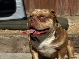 American Bully dogs Looking for a forever home for our boy marshall - Advert 11