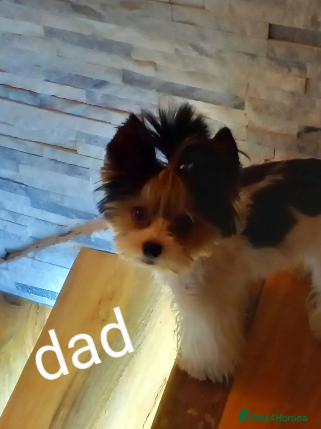 Biewer Terrier dogs for stud: Beautiful Biewer Yorkshire Terrier Stud  - Advert 6