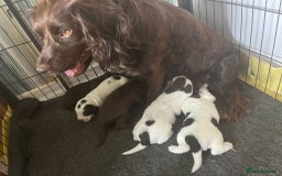 Sprocker dogs for sale: Beautiful Sprocker puppies  - Image 12