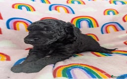 Miniature Poodle dogs for sale: Stunning Red & Phantom Poodles - Image 23