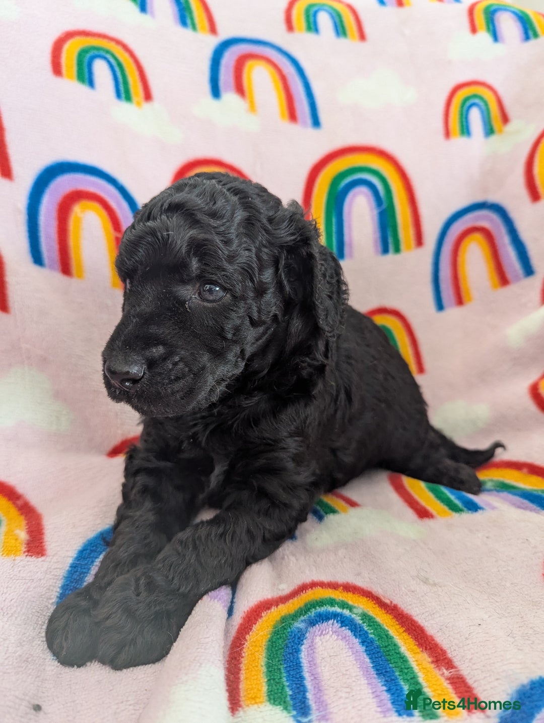 Miniature Poodle dogs for sale: Stunning Red & Phantom Poodles - Image 23